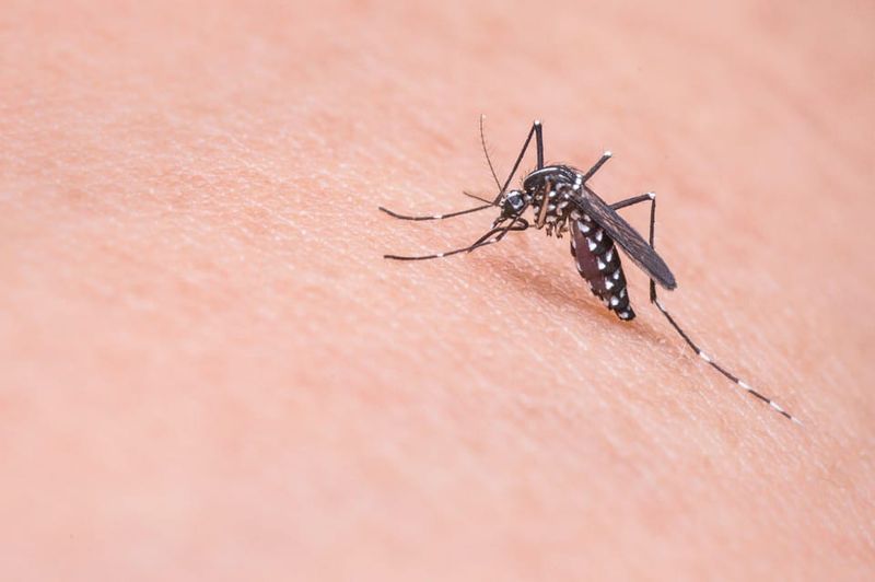 Fighting the mozzie bite during summer post image