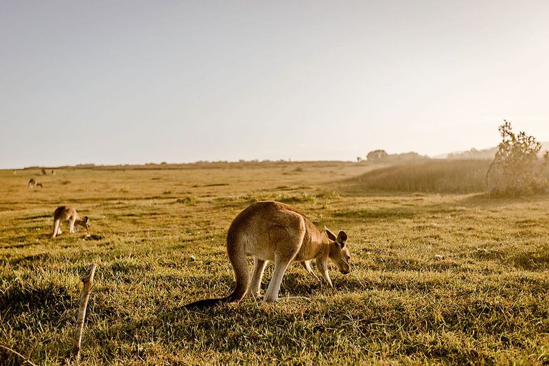 Relief for drought-hit Riverland farmers facing kangaroo pressure post image