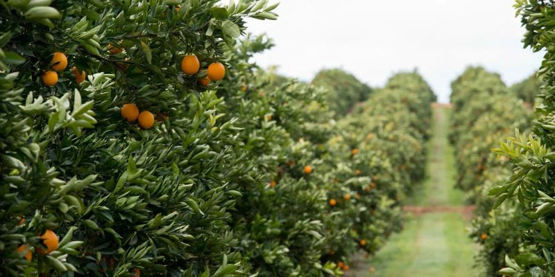 Riverland voices recorded in new citrus industry oral history project post image