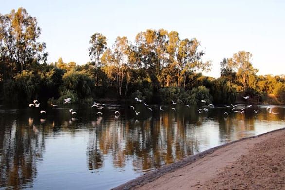 Little corella control underway at Waikerie post image