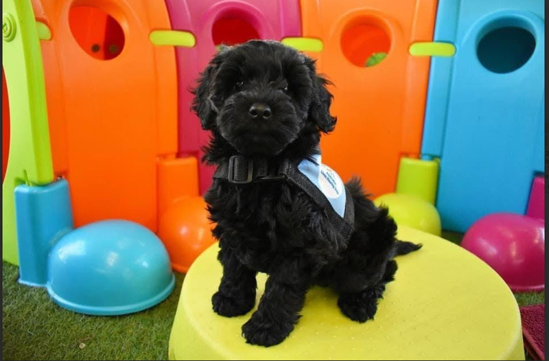 Don’t get bitten: Give dogs space post image