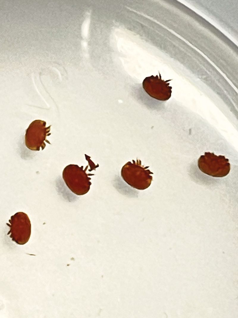 Adjusting to Life with Varroa Mite post image