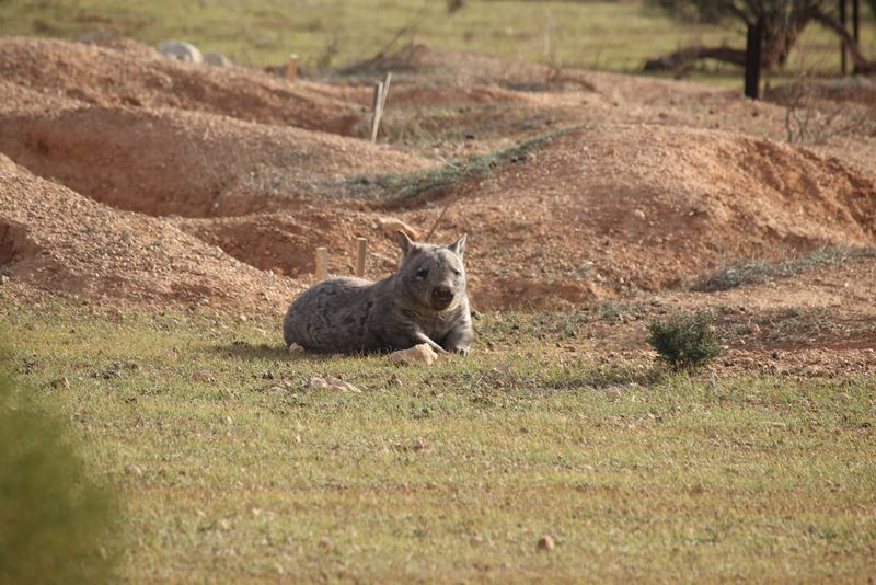 Proposal to close unmade road reserves in the Brookfield Conservation Park post image