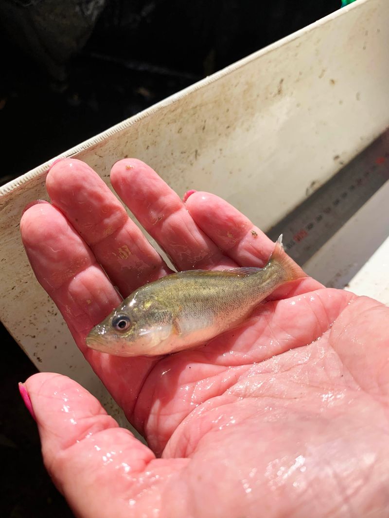 Genomics tool to help native Murray Basin fish recovery post image