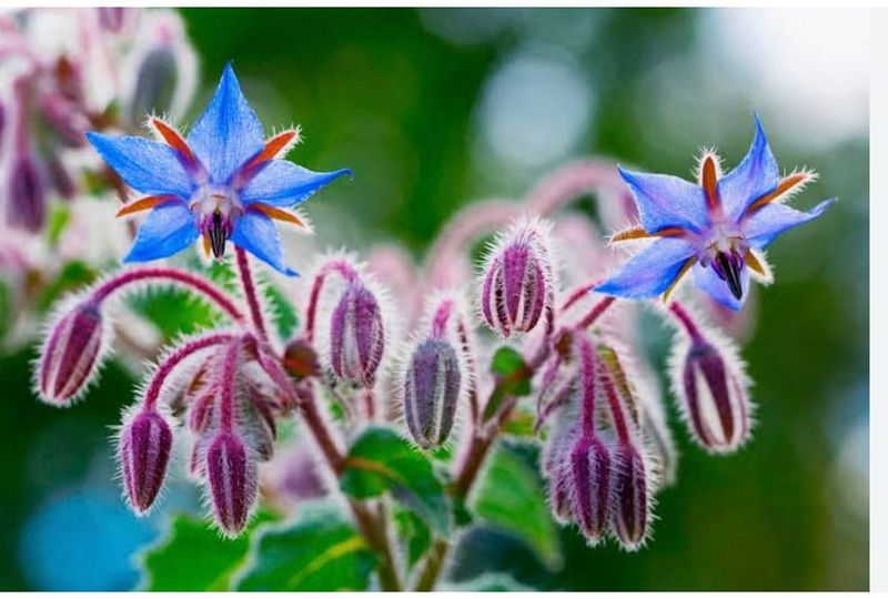 The Fair-wheater Gardener post image