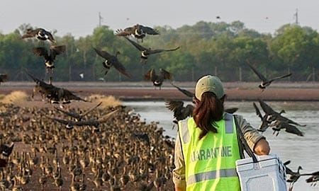 Help keep your pets safe from bird flu post image