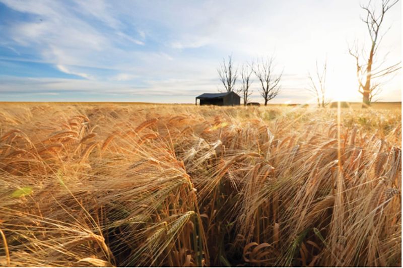 Crop forecast climbs to 11.6 million tonnes post image