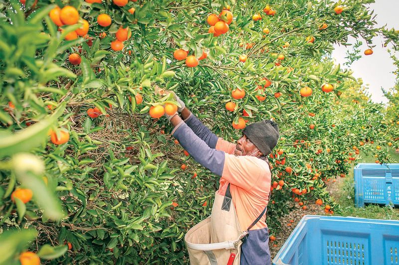 WHM visa pathway offering growers a harvest lifeline post image
