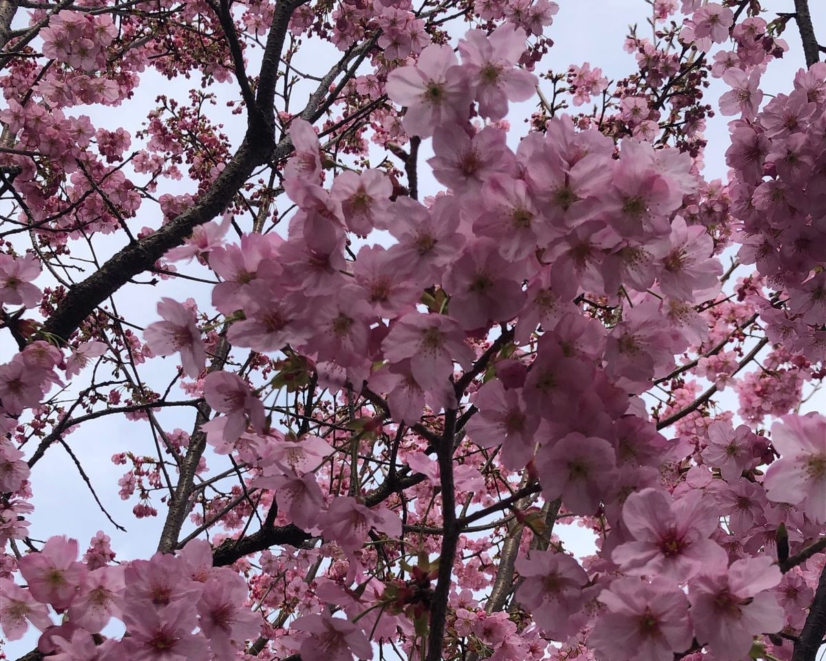 Japan: ist es die Kirschblüte wirklich wert?