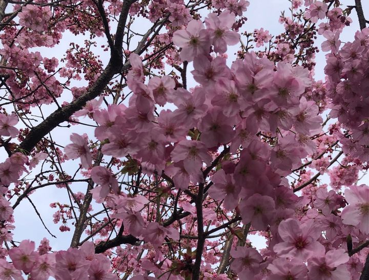 Japan: is the cherry blossom really worth it?