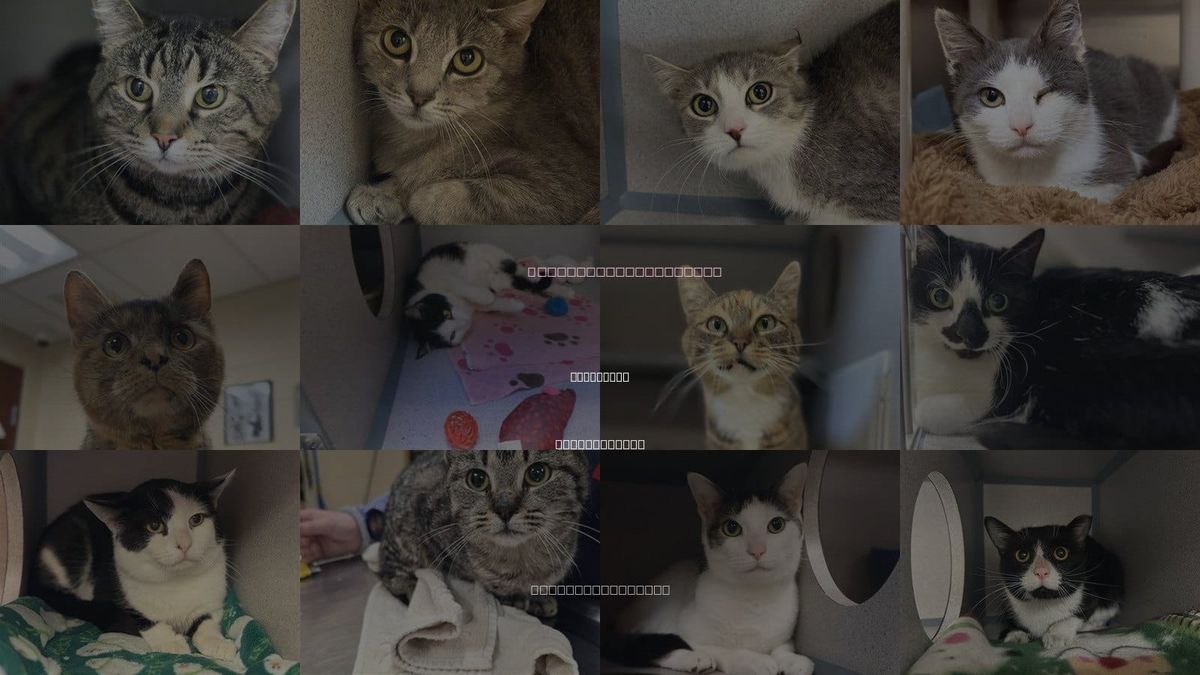 Cats for Adoption in Aliquippa, Pennsylvania