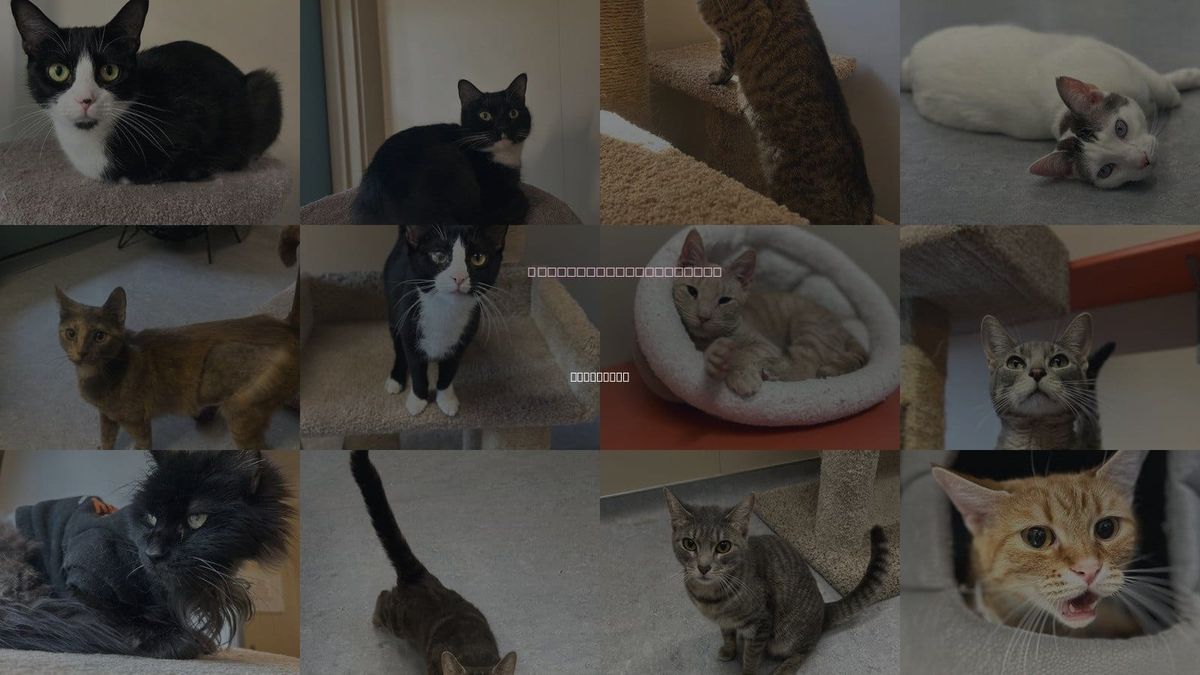 Cats for Adoption in Arlington, Vermont