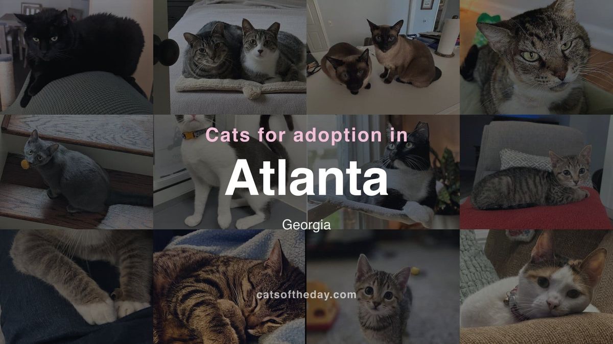 Cats for Adoption in Atlanta, Georgia