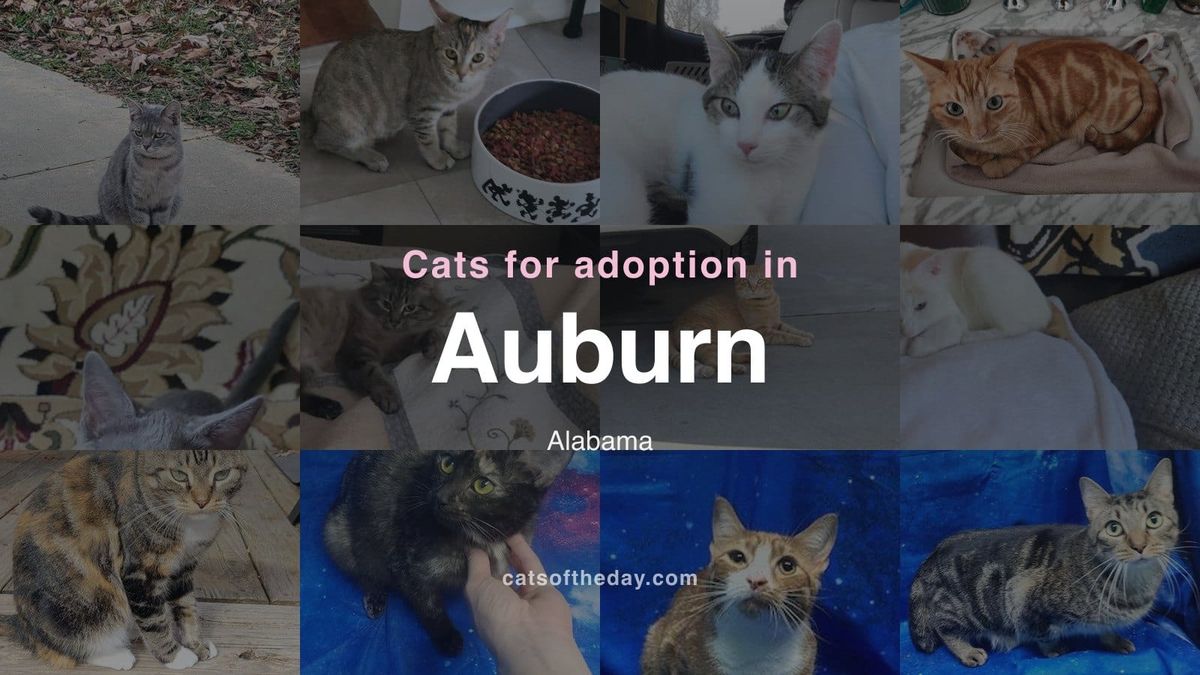 Cats for Adoption in Auburn, Alabama