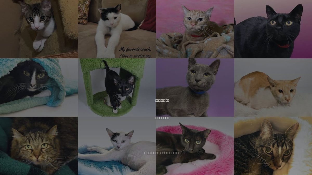 Cats for Adoption in Aventura, Florida