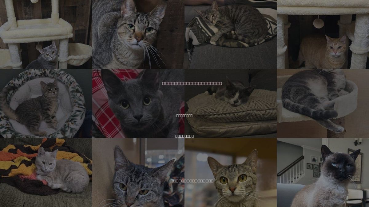 Cats for Adoption in Bartlett, Illinois