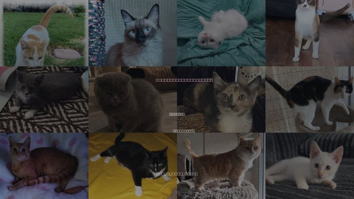 Cats for Adoption in Beaumont, California