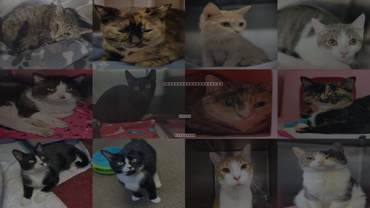 Cats for Adoption in Beloit, Wisconsin