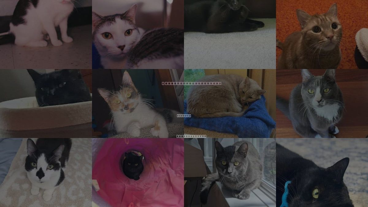 Cats for Adoption in Beverly, Massachusetts