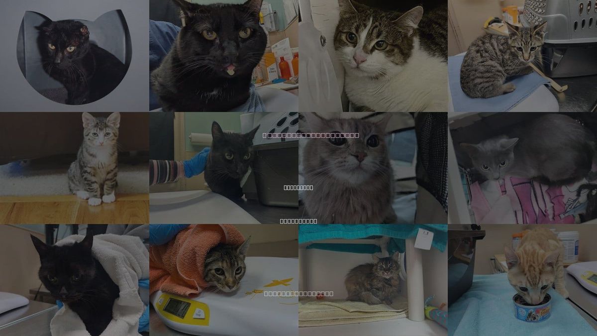 Cats for Adoption in Bremerton, Washington