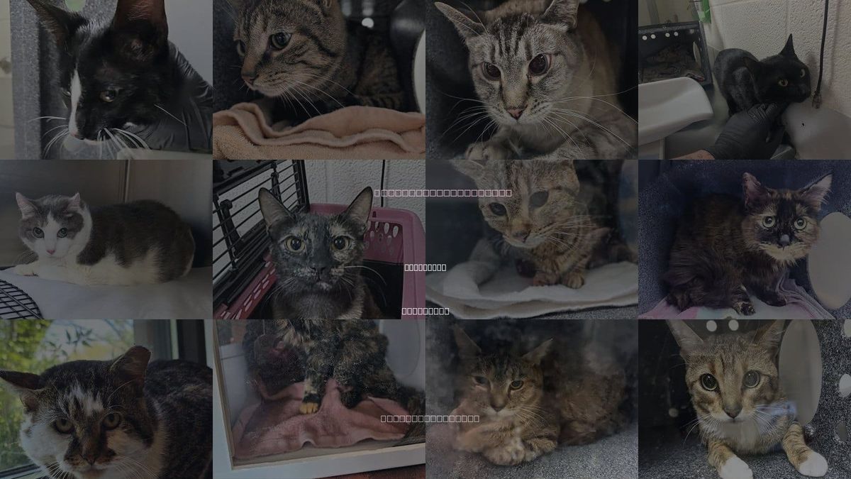 Cats for Adoption in Brentwood, Tennessee