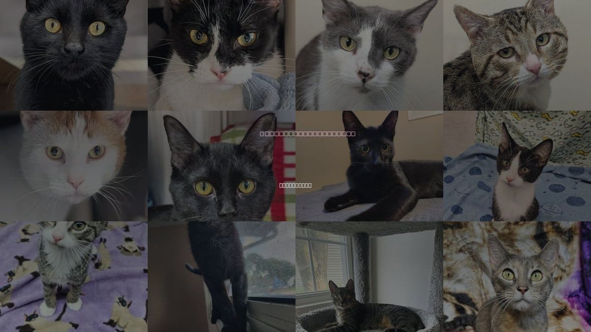 Cats for Adoption in Brookfield, Wisconsin