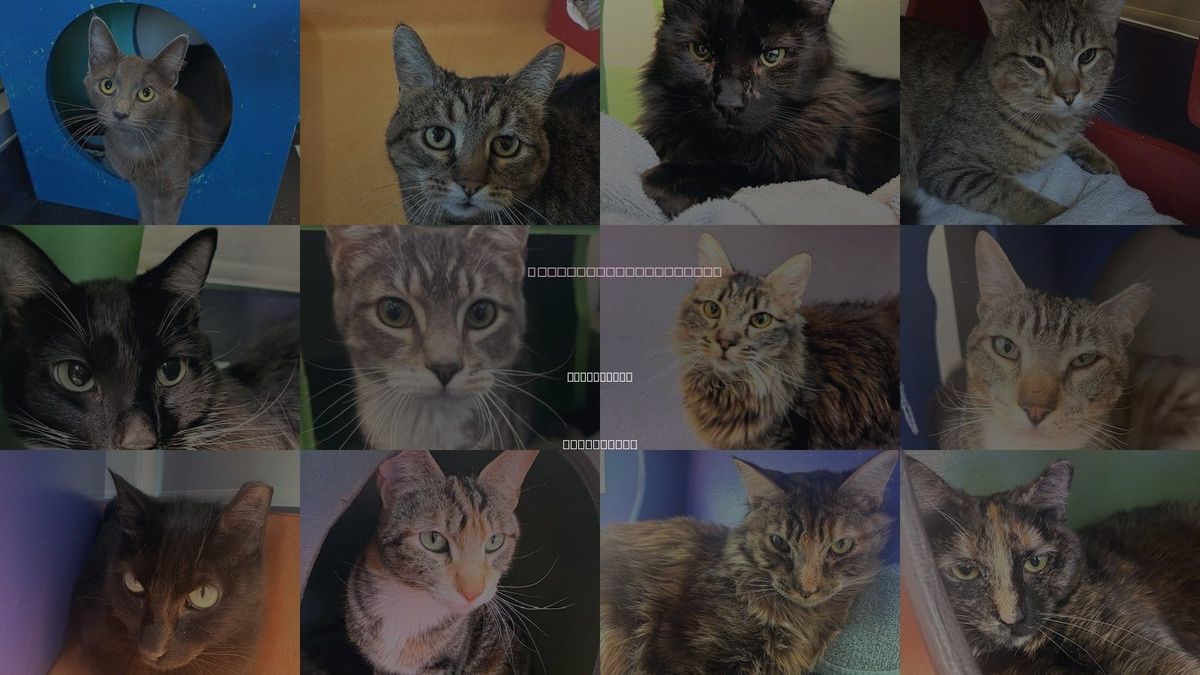 Cats for Adoption in Burlingame, California