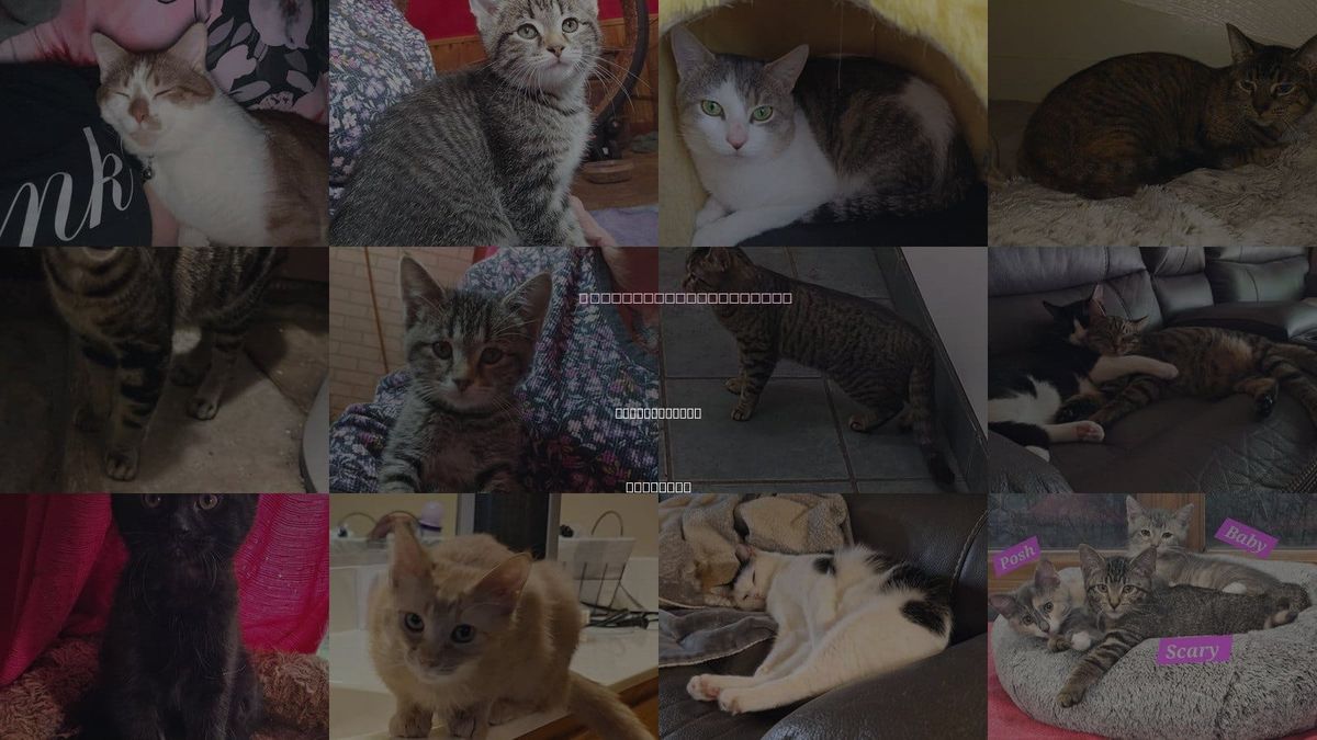 Cats for Adoption in Calumet City, Illinois