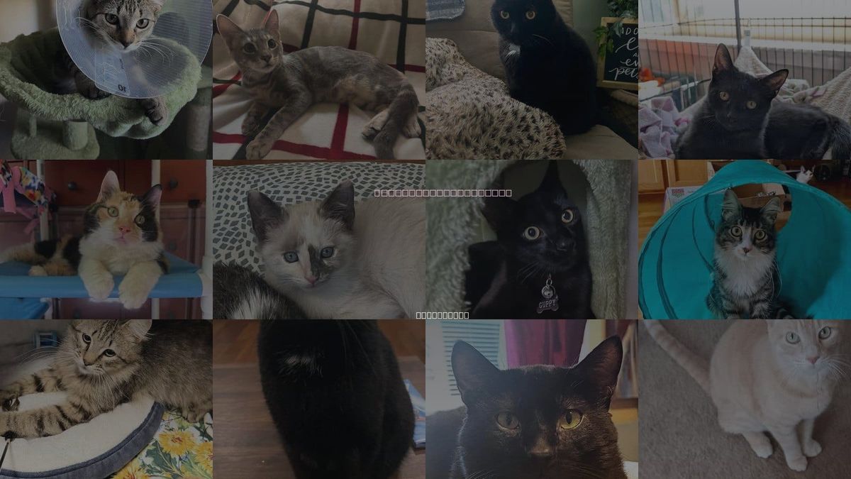 Cats for Adoption in Campbell, California