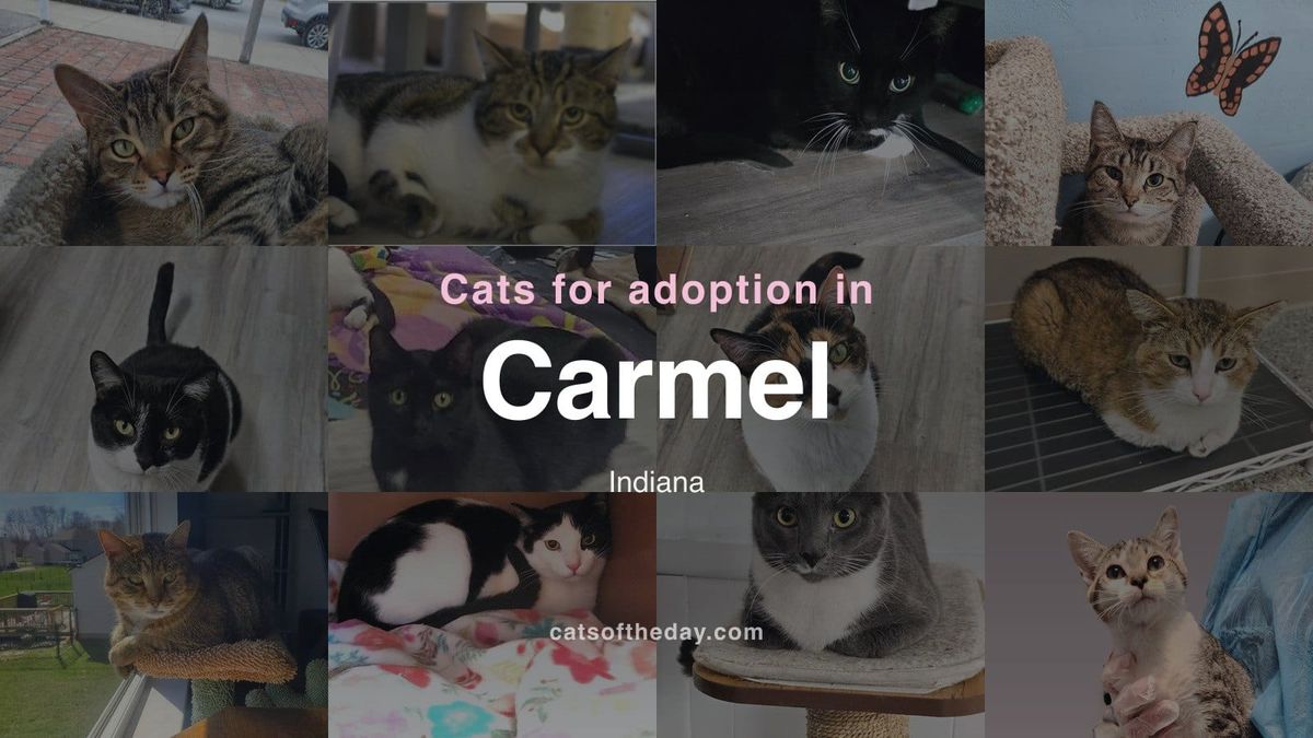 Cats for Adoption in Carmel, Indiana