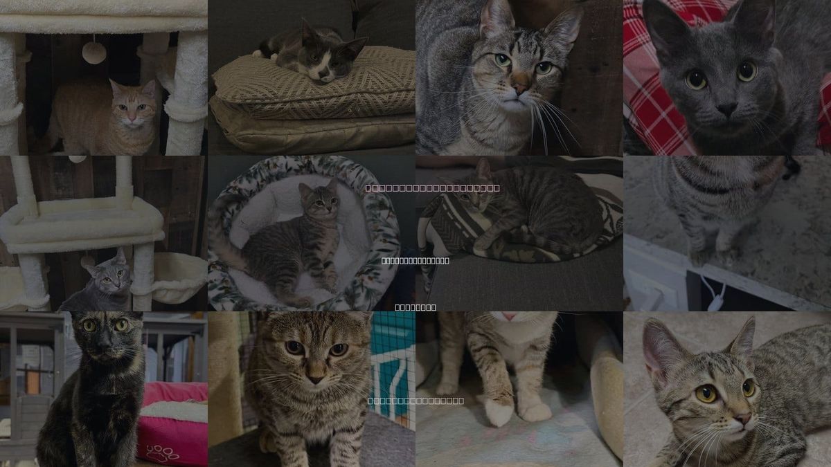 Cats for Adoption in Carpentersville, Illinois