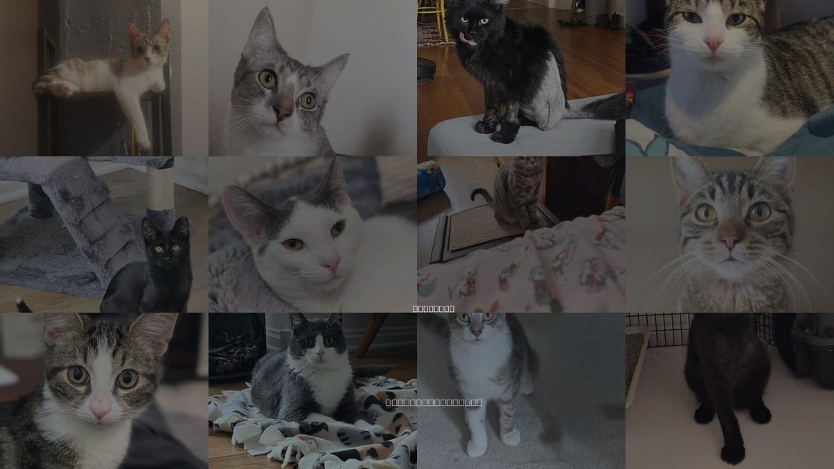 Cats for Adoption in Chicago, Illinois