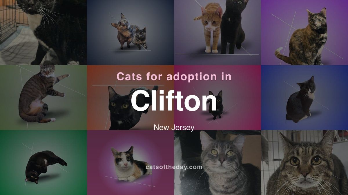 Cats for Adoption in Clifton, New Jersey