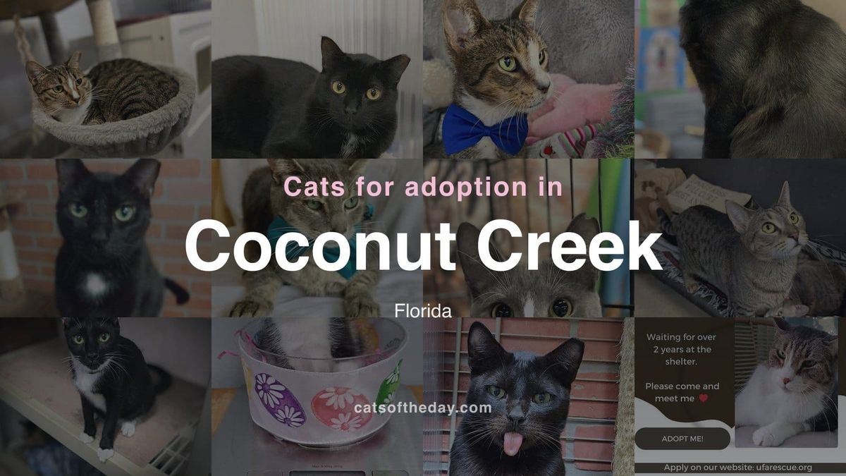 Cats for Adoption in Coconut Creek, Florida