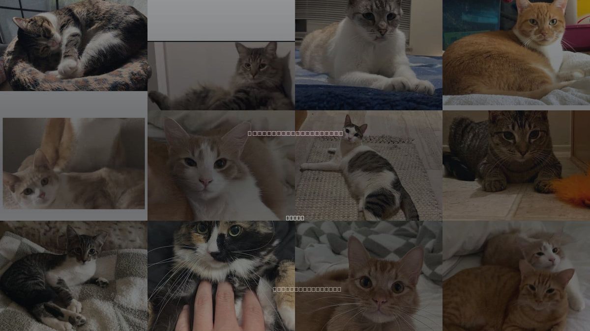 Cats for Adoption in Coppell, Texas