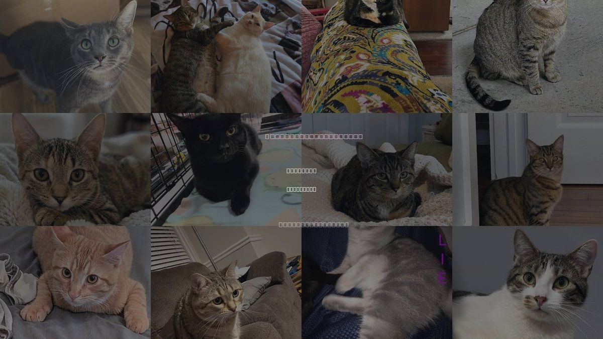 Cats for Adoption in Covington, Kentucky