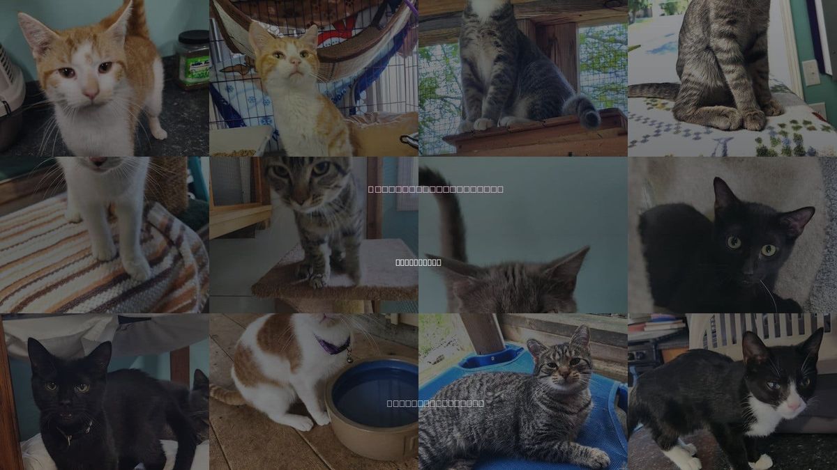 Cats for Adoption in Crossville, Tennessee