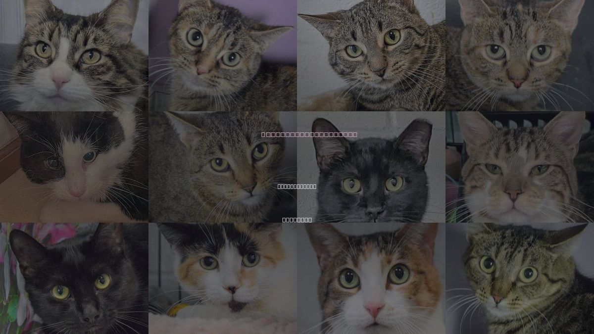 Cats for Adoption in Crystal Lake, Illinois