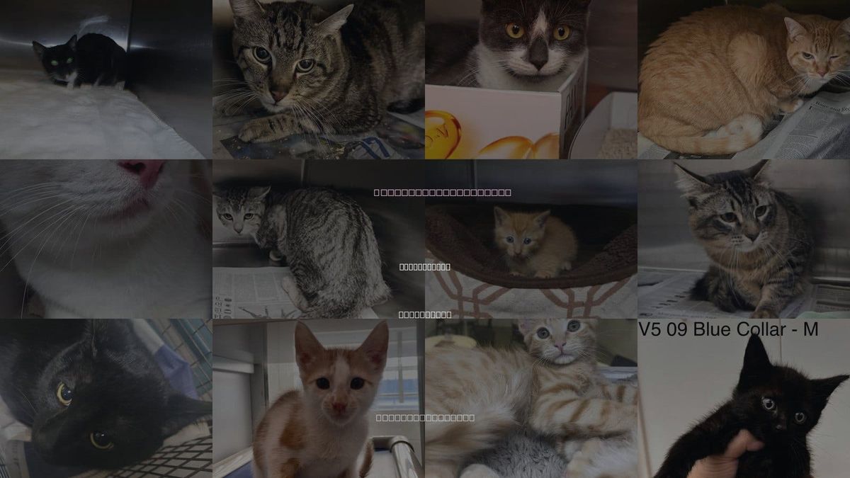 Cats for Adoption in Culver City, California