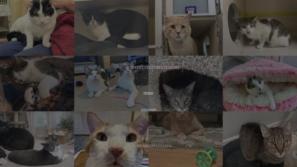 Cats for Adoption in Denver, Colorado