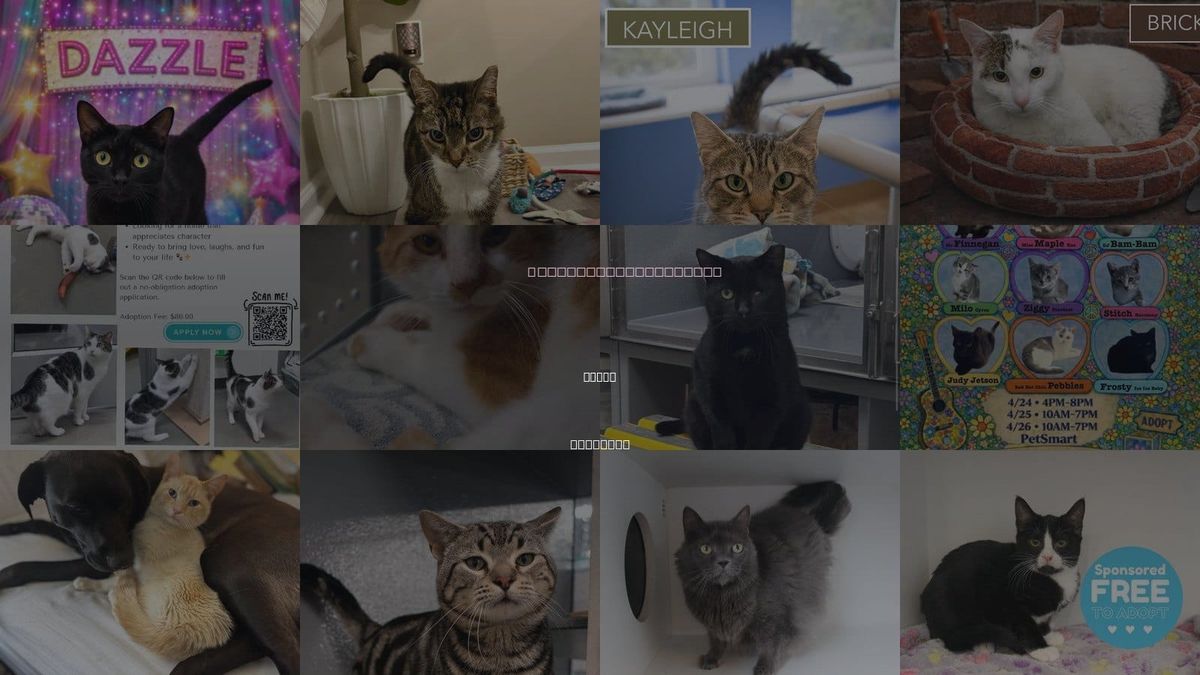 Cats for Adoption in Dover, Delaware