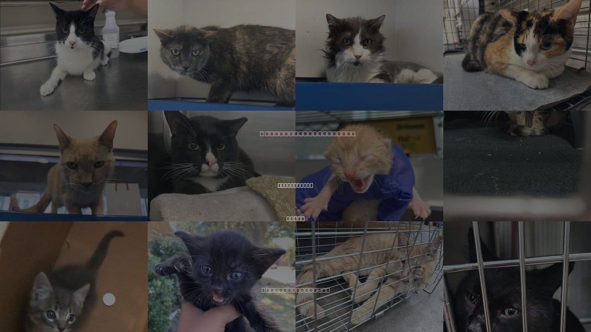 Cats for Adoption in Duncanville, Texas