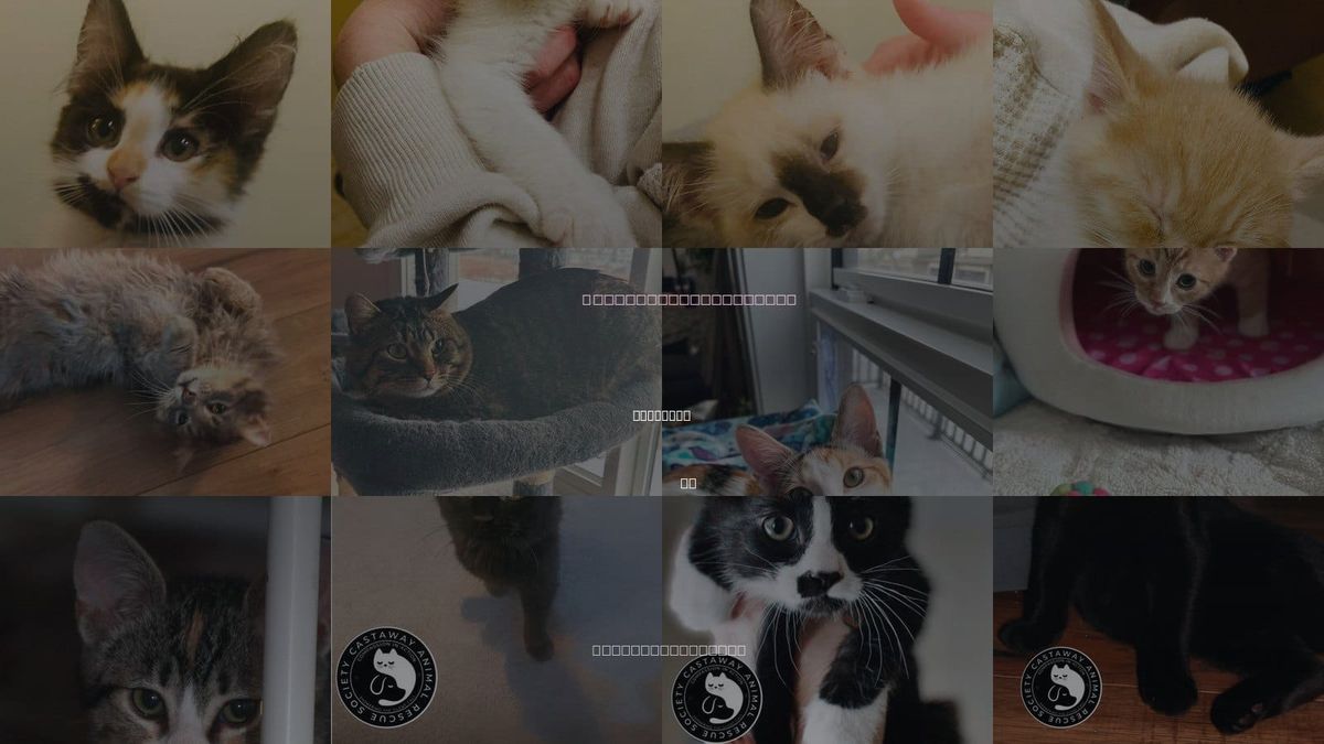 Cats for Adoption in Edmonton, AB