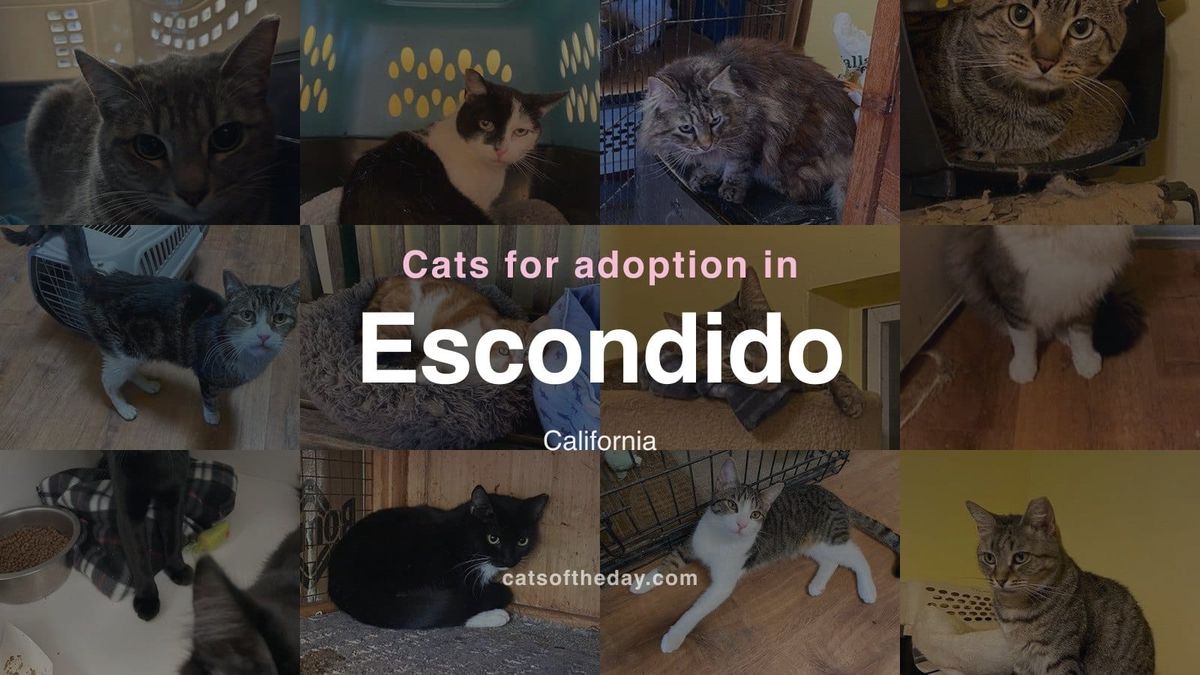 Cats for Adoption in Escondido, California