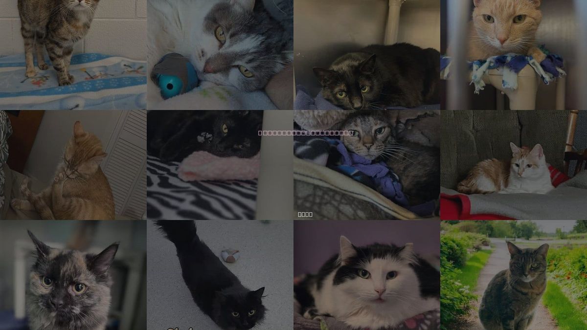 Cats for Adoption in Findlay, Ohio