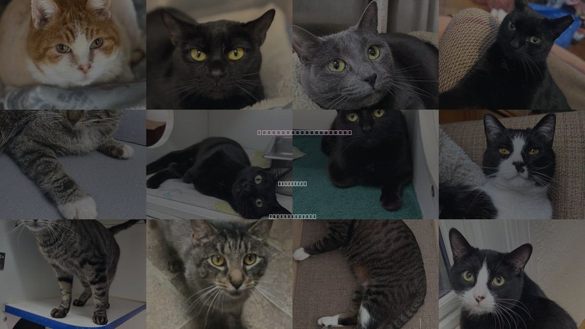 Cats for Adoption in Fitchburg, Massachusetts