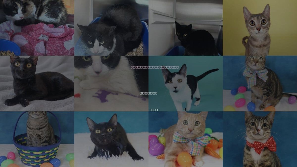 Cats for Adoption in Friendswood, Texas