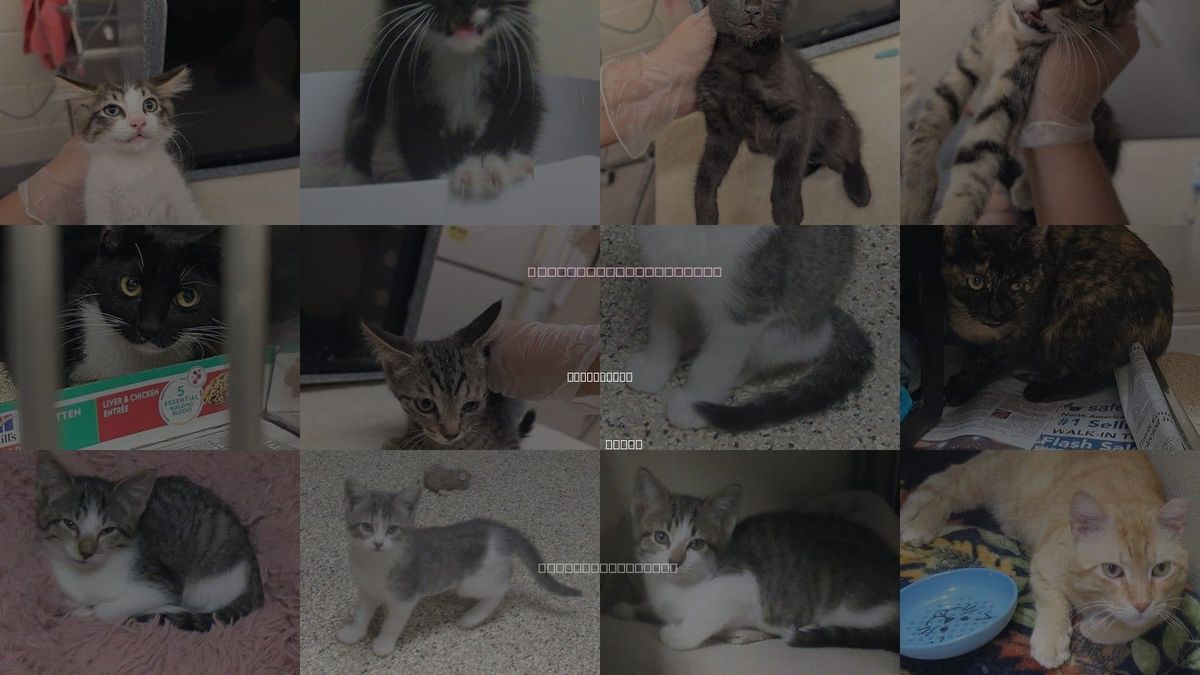 Cats for Adoption in Georgetown, Texas