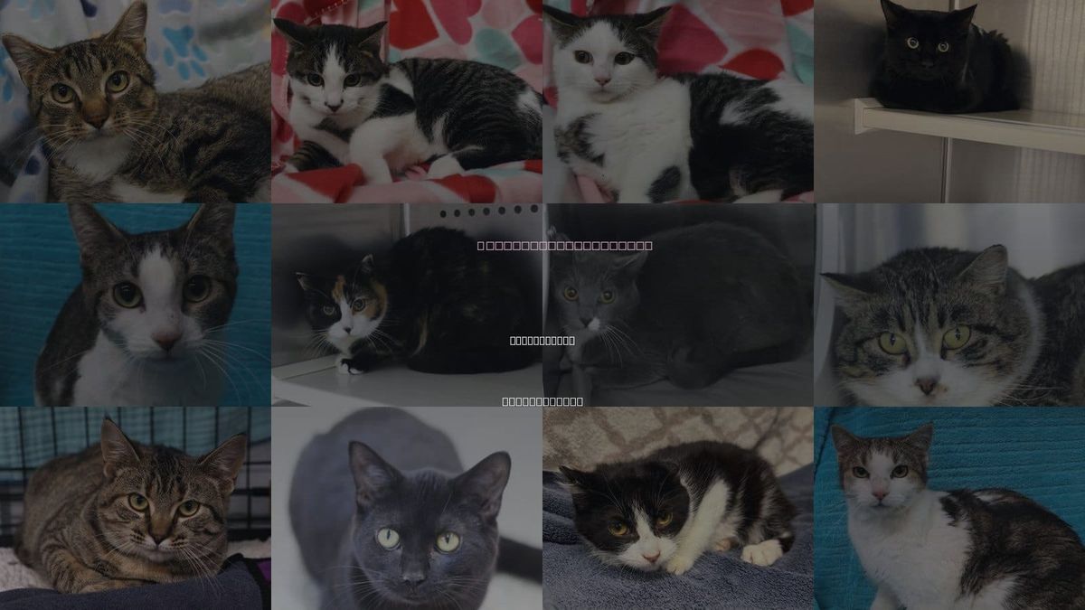 Cats for Adoption in Grand Forks, North Dakota