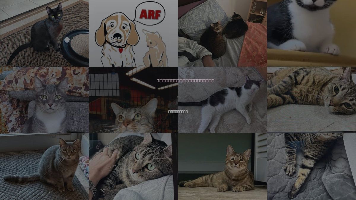 Cats for Adoption in Greenacres, Florida